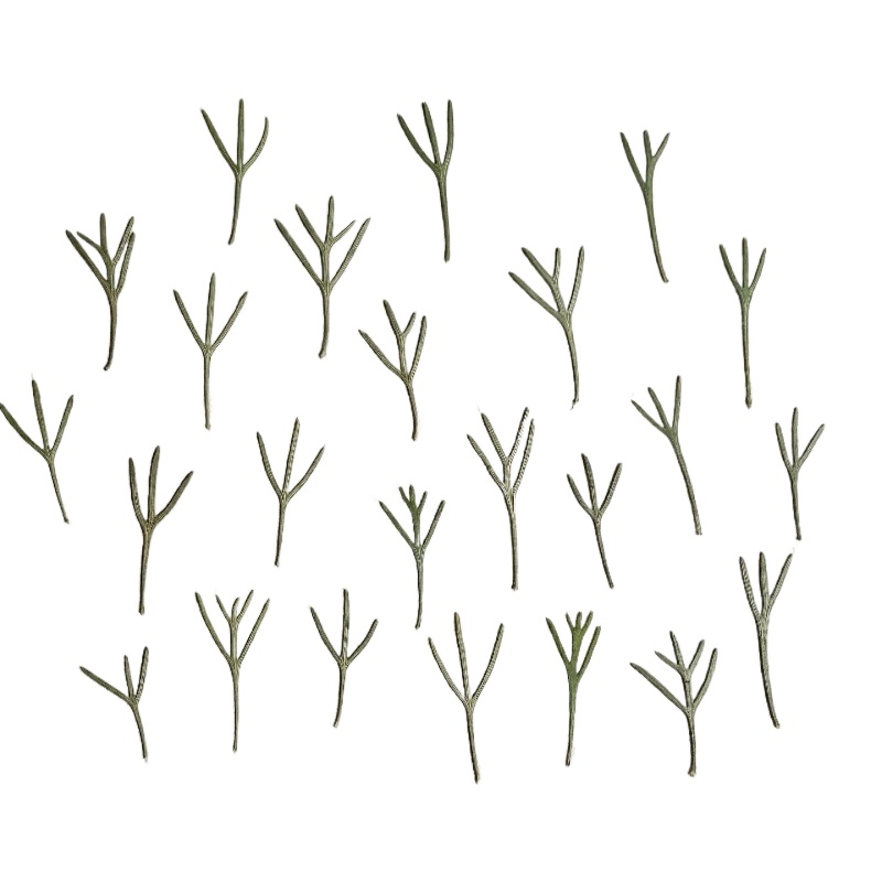 24pcs, Daun Achillea Asli yang - Dried Flower Bookmark ulasan dan harga