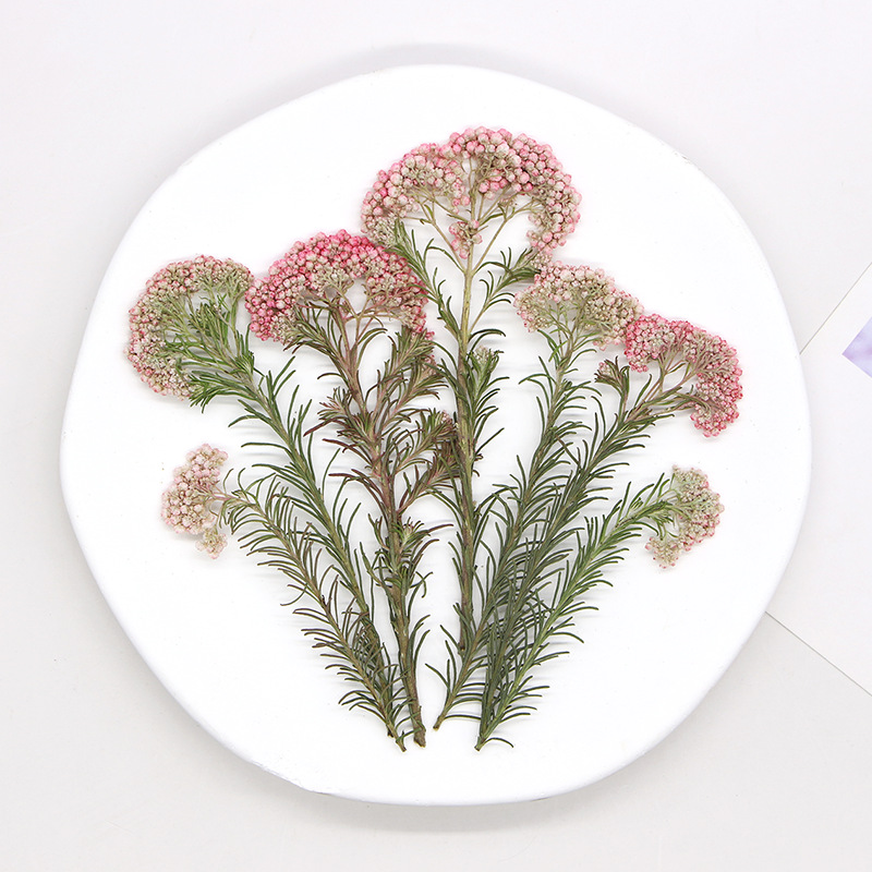 12pcs, Ranting Bunga Millet Al - Dried Flower Bookmark ulasan dan harga